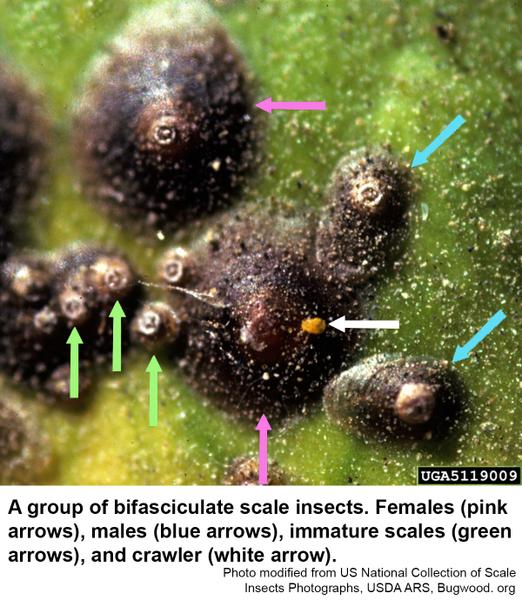 Bifasciculate scale insects